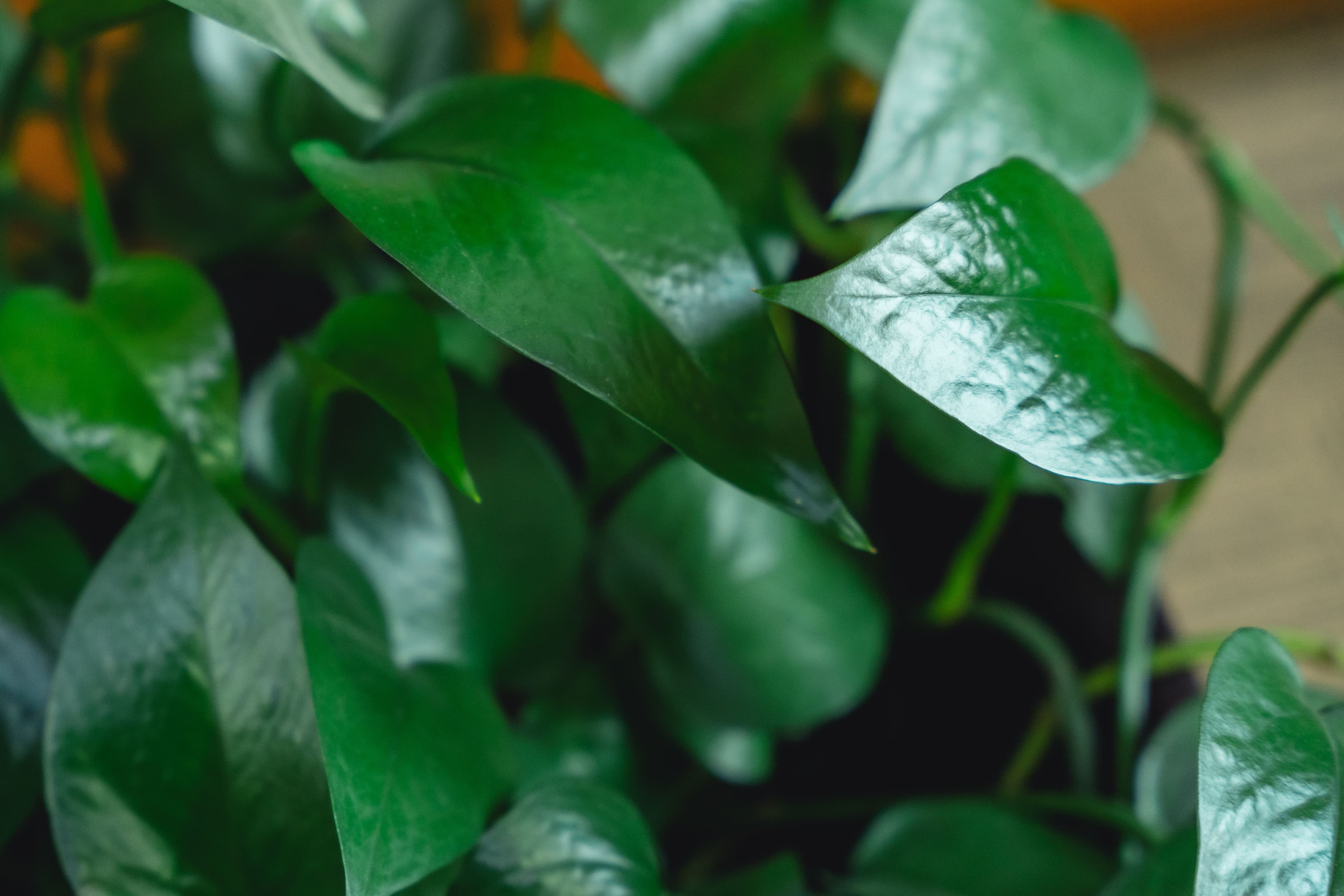 ЭКО буюу байгальд ээлтэй гэх үгийн ард нийтлэлийн зураг