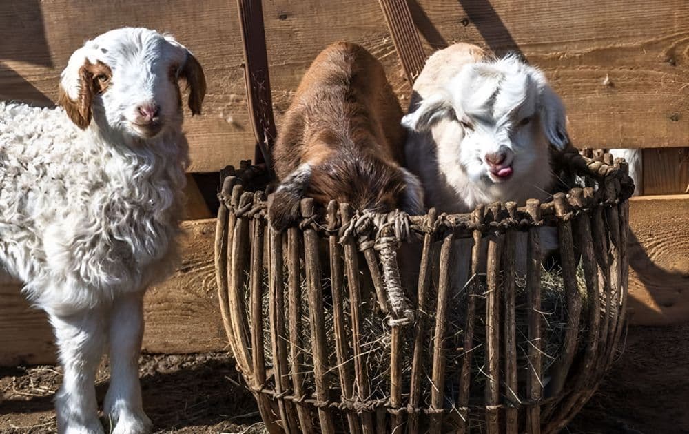 Ингээд хавар намайг “ЭМОРУУЛАХААР” ирлээ гэж үү? - нийтлэлийн зураг