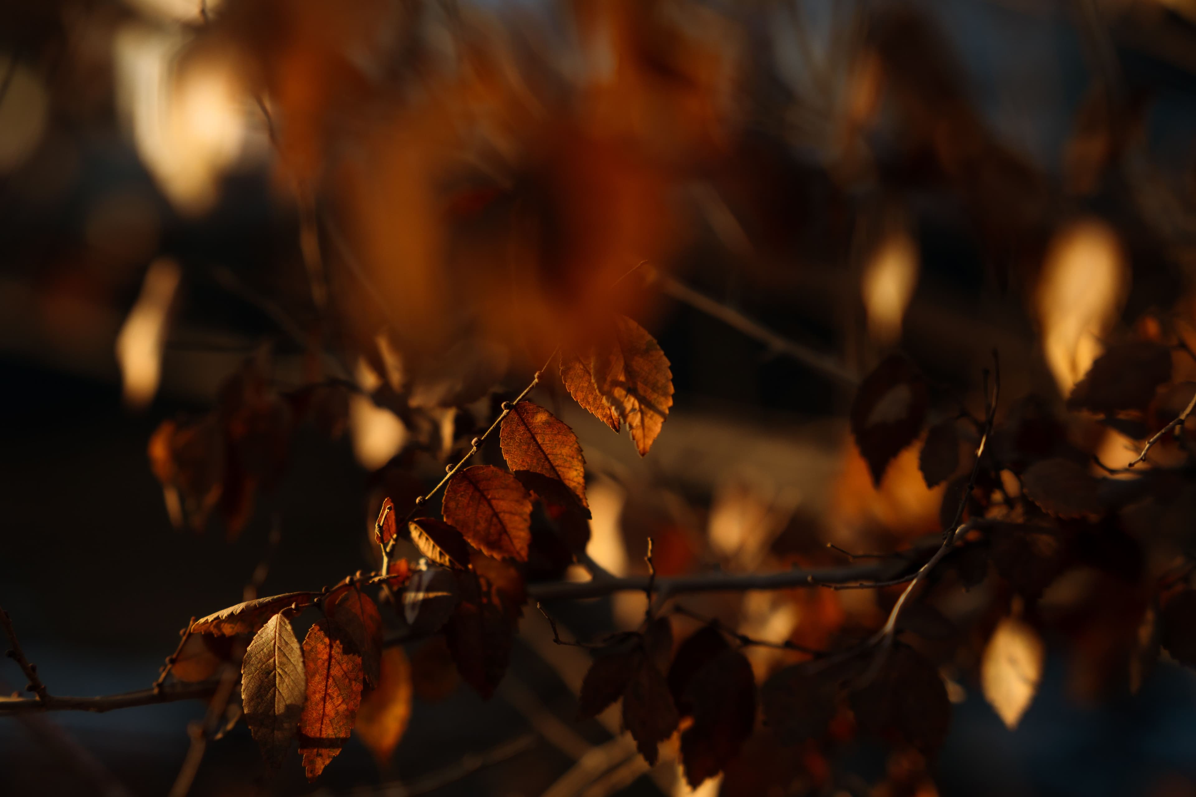 In Ulaanbaatar: Golden Hour нийтлэлийн зураг