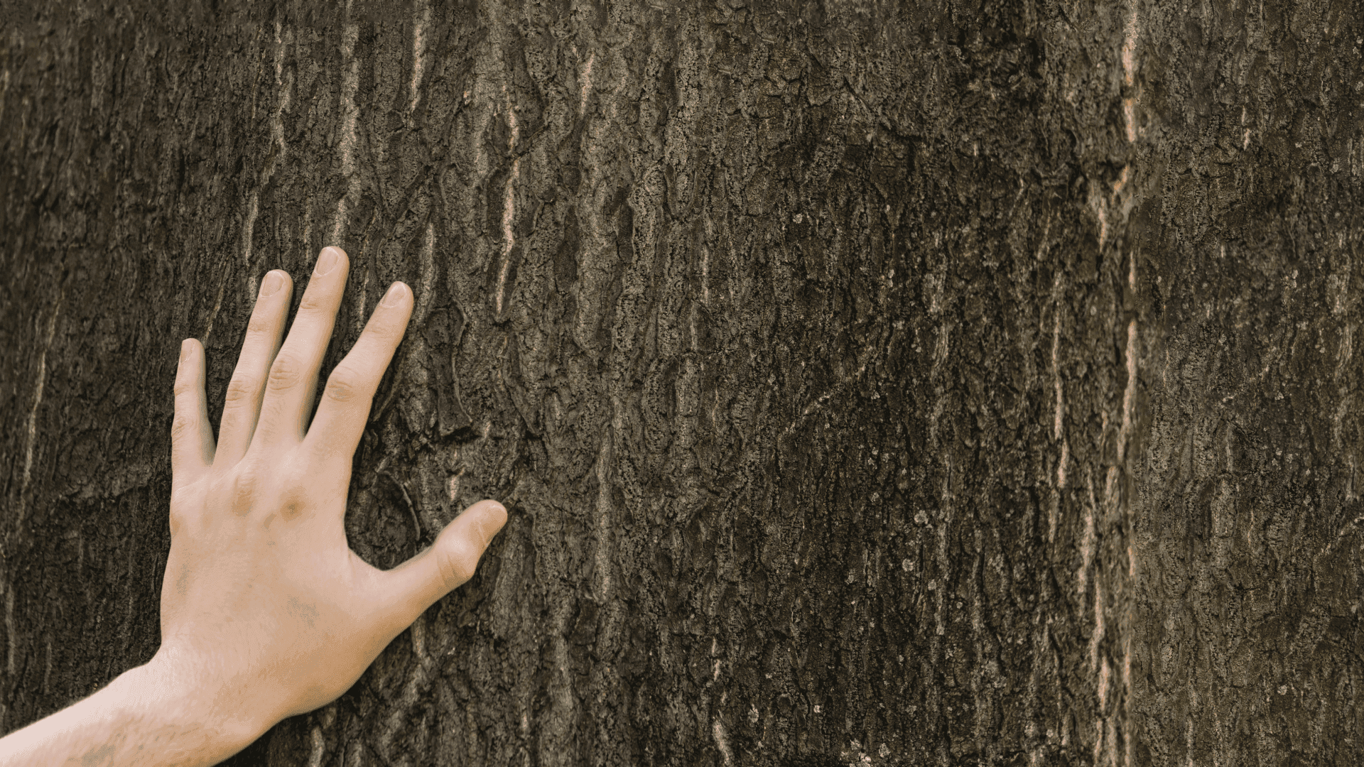 Байгаль бидний сэтгэл зүйд хэрхэн нөлөөлдөг вэ? нийтлэлийн зураг