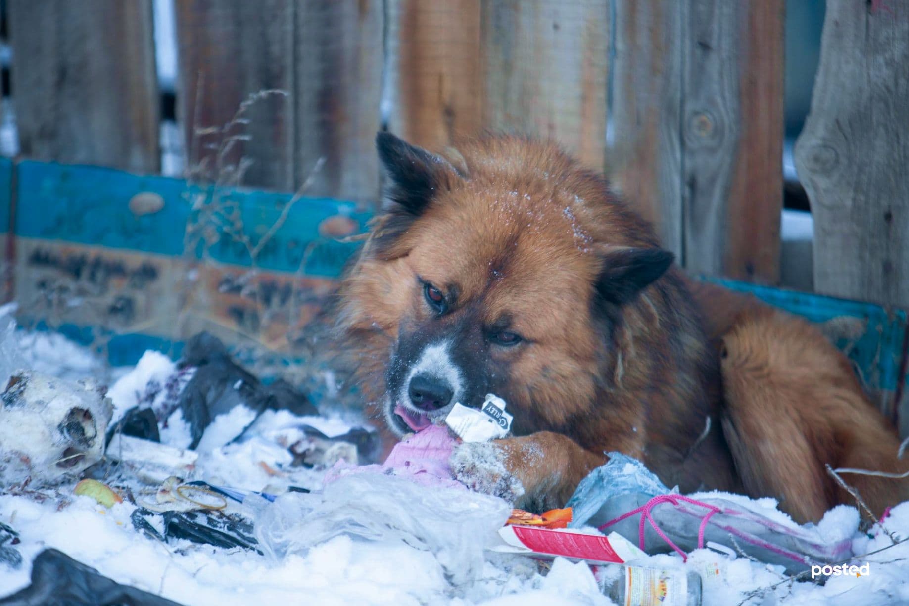 СУРВАЛЖИЛГА: Нохдыг битгий дааруул нийтлэлийн зураг