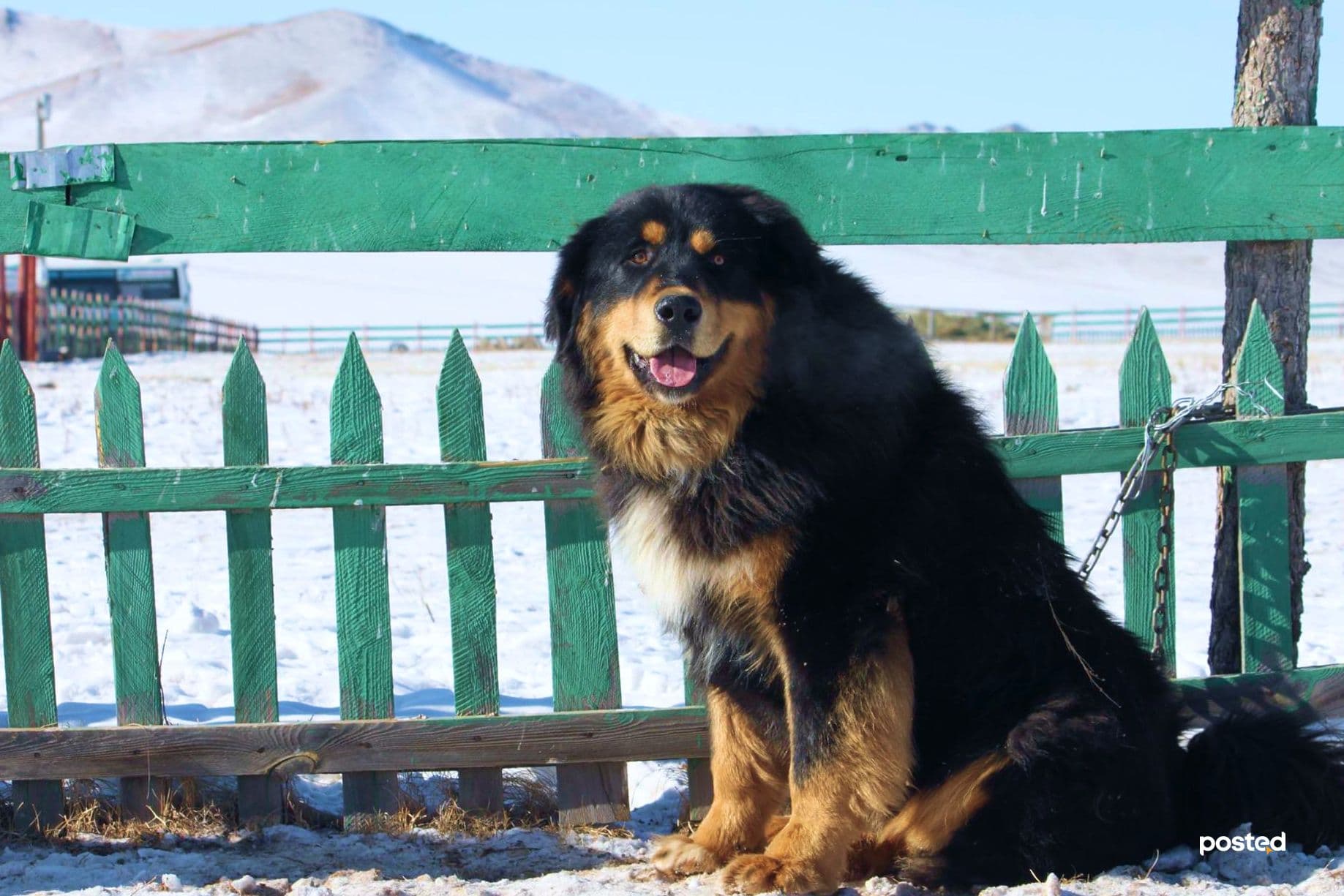 СУРВАЛЖИЛГА: Нохдыг битгий дааруул нийтлэлийн зураг