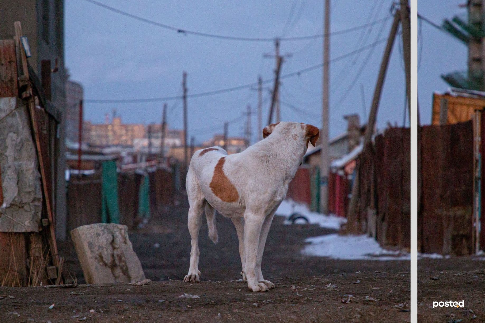 СУРВАЛЖИЛГА: Нохдыг битгий дааруул - нийтлэлийн зураг