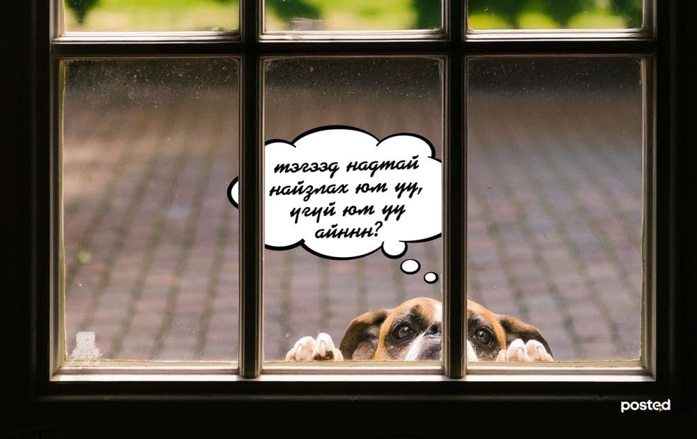 Амьтан тэжээхээс өмнө таны зайлшгүй мэдэх ёстой 10 зүйл - нийтлэлийн зураг