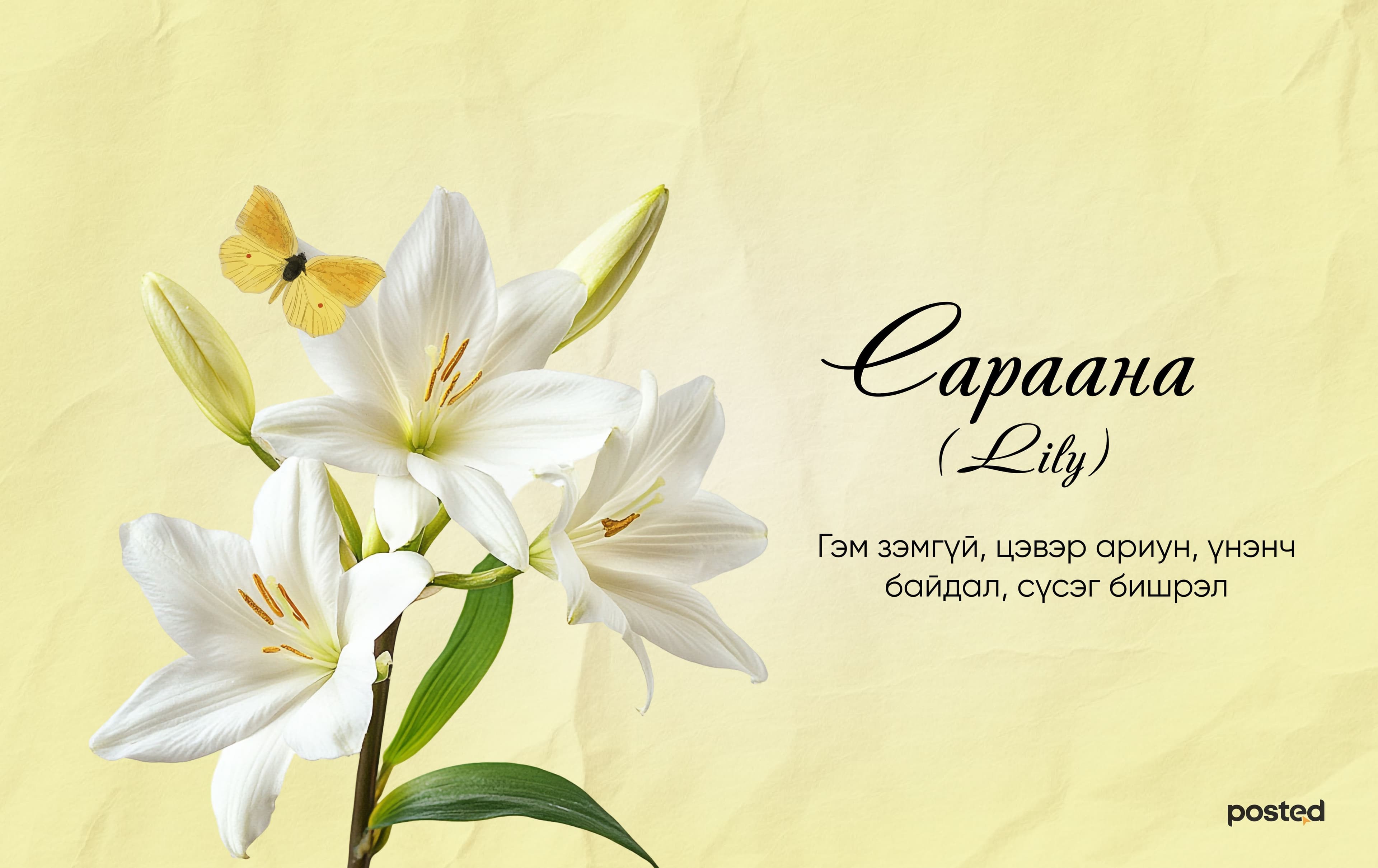 Цэцэгсийн нууцад нэвтрэхүй: Цэцгийн бэлгэдэл нийтлэлийн зураг