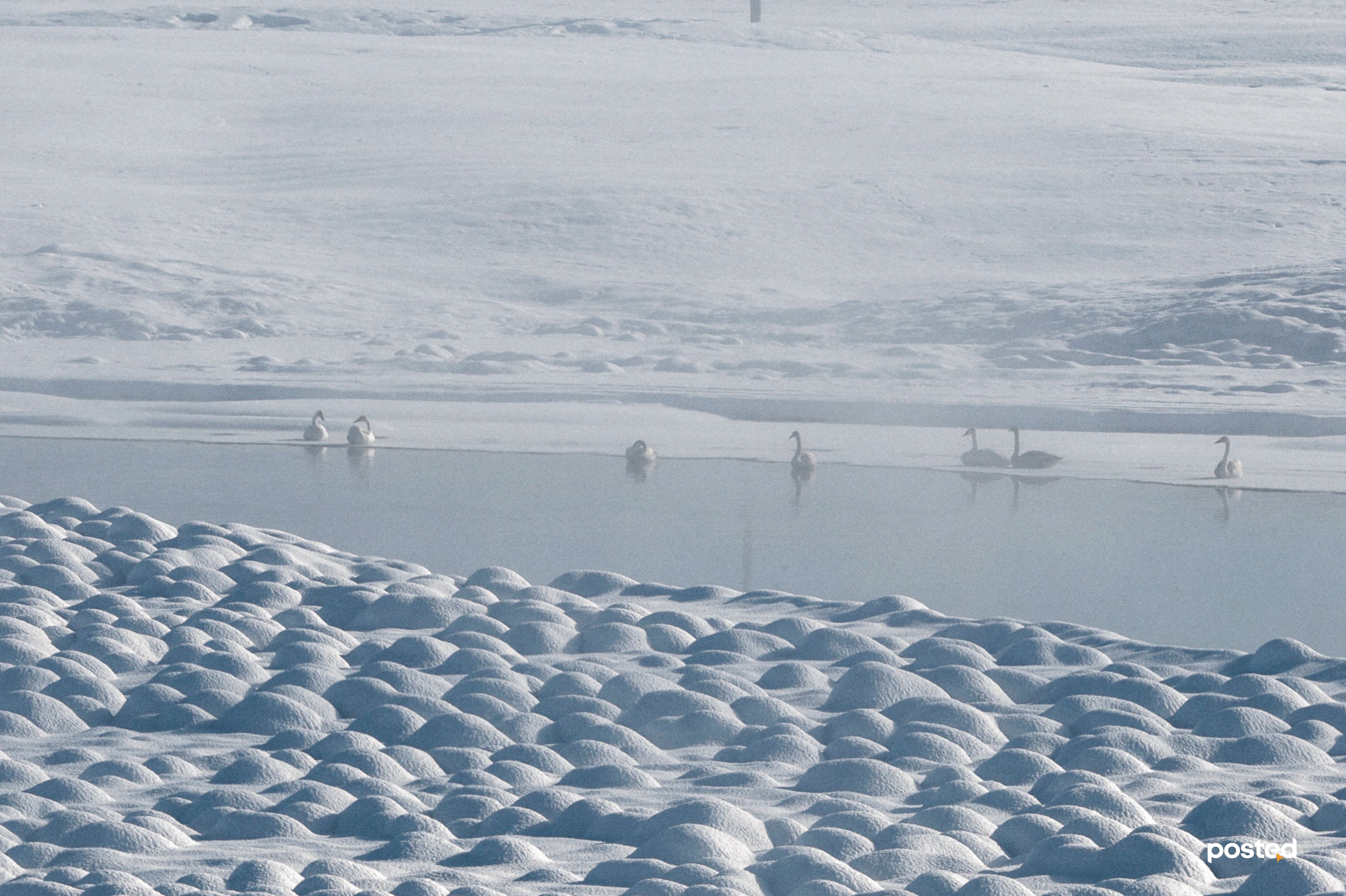 Баяртай өвөл минь: Жаргант голын цаст үзэсгэлэн нийтлэлийн зураг