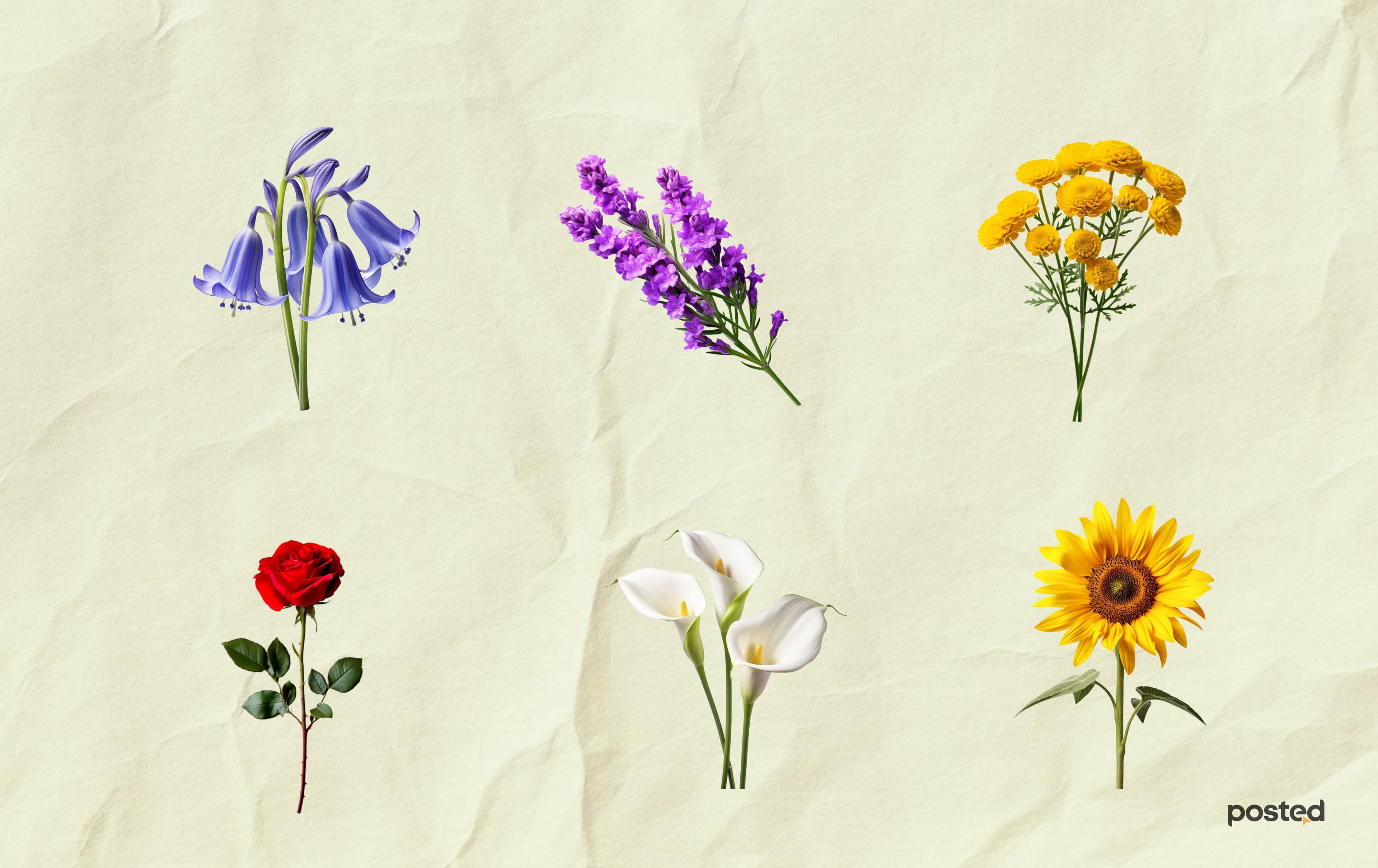 Цэцэгсийн нууцад нэвтрэхүй: Цэцгийн бэлгэдэл нийтлэлийн зураг