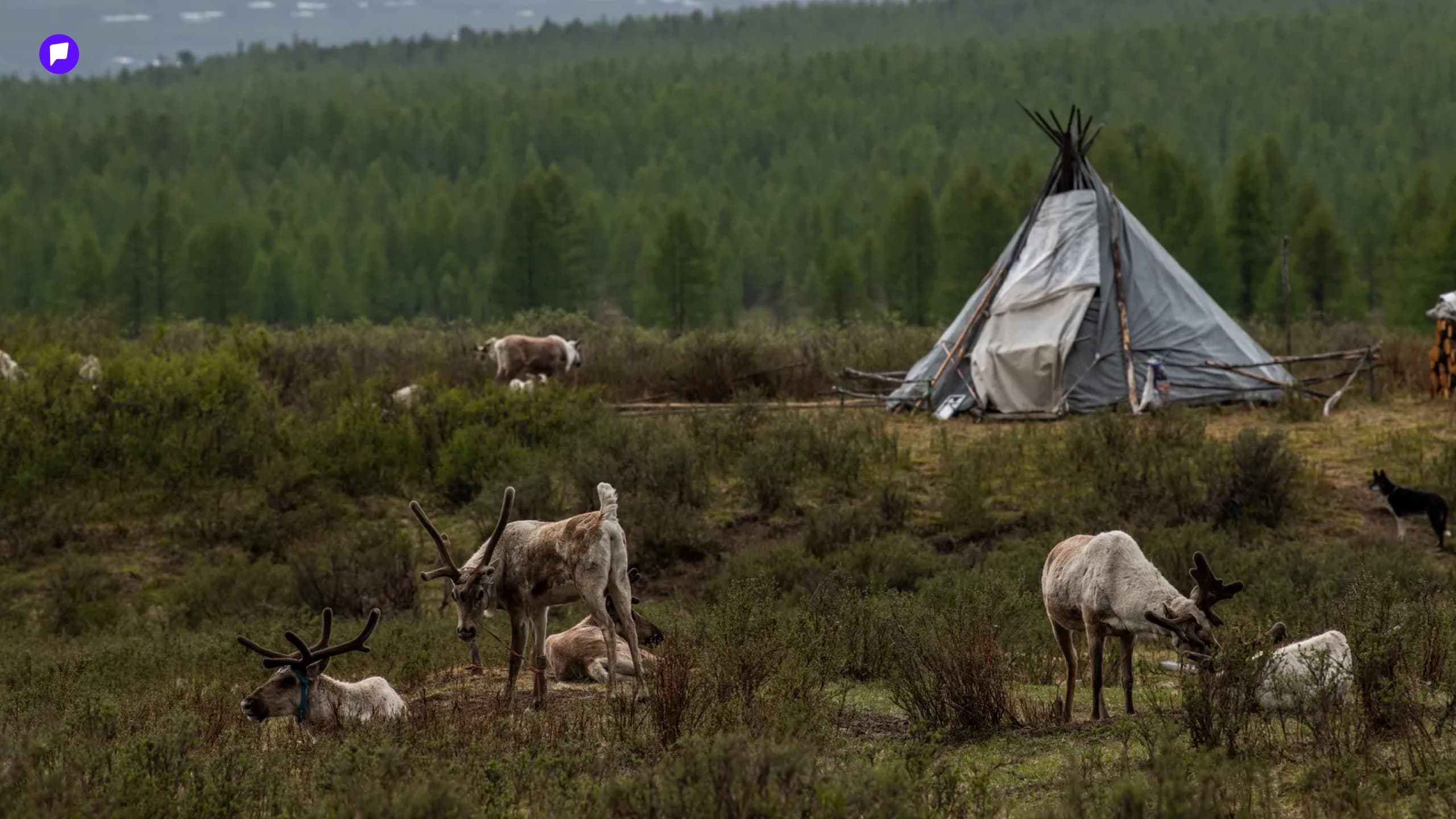 Цаа бугын мөр бүдгэрэх аюул ойртсоор… нийтлэлийн зураг