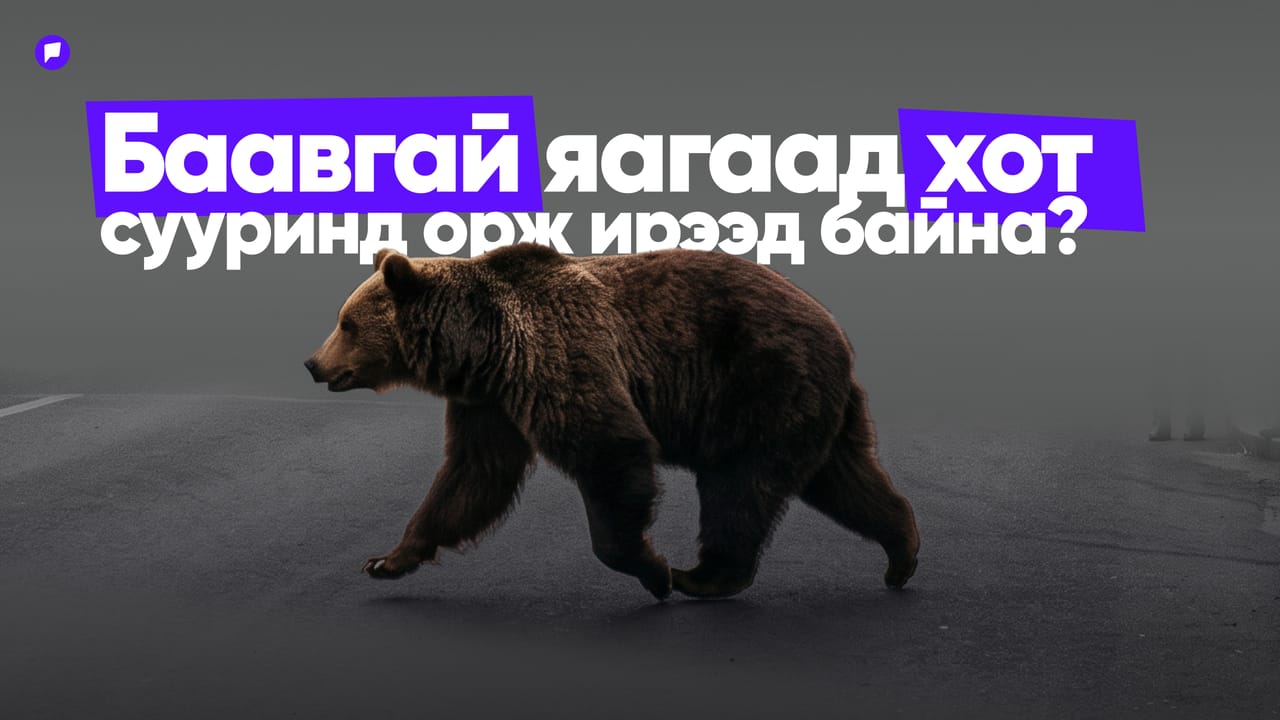 Баавгай хот суурин газар орж ирэх болсоны шалтгаан нь хоол тэжээлийн хомсдол байх магадлалтай